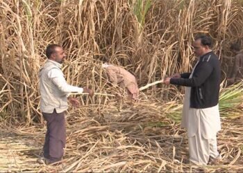 کسانوں نے گنے کی سپلائی سے انکار کردیا، فیصل آباد میں احتجاج