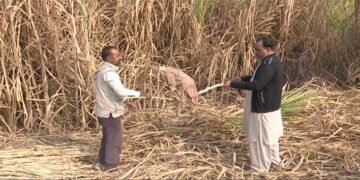 کسانوں نے گنے کی سپلائی سے انکار کردیا، فیصل آباد میں احتجاج