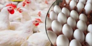 مرغی اور انڈے کی قیمتیں بڑھنے پر شہری پریشان