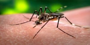 راولپنڈی میں ڈینگی کنٹرول ٹیمیں گھر گھر معائنہ کرتی ہوئی