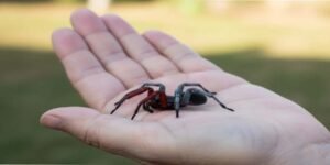 تھائی لینڈ میں خواجہ سرا مکڑی کی نایاب دریافت، فطرت کا حیرت انگیز مظہر