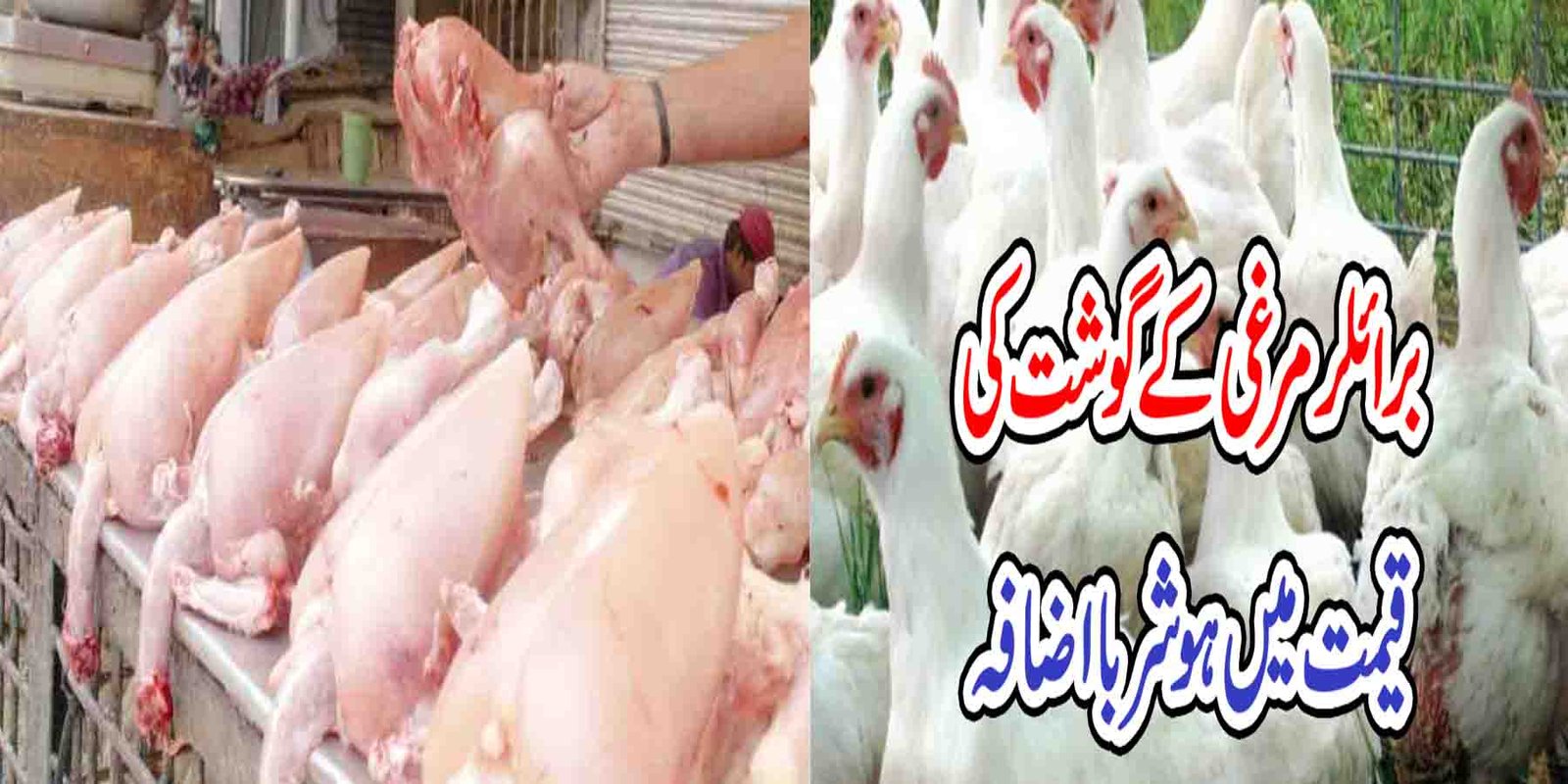 برائلر مرغی کی قیمت میں اضافہ
