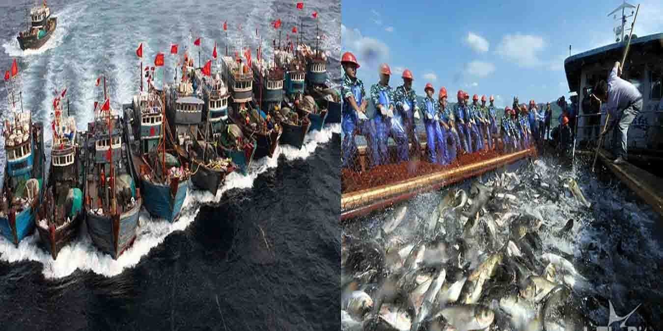 چین میں دریائے یانگسی کی آبی حیات کی بحالی، 10 سالہ ماہی گیری پابندی کے نتائج