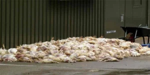 پنجاب فوڈ اتھارٹی کی اٹک میں 1800کلو مردہ مرغیاں کے خلاف کارروائی