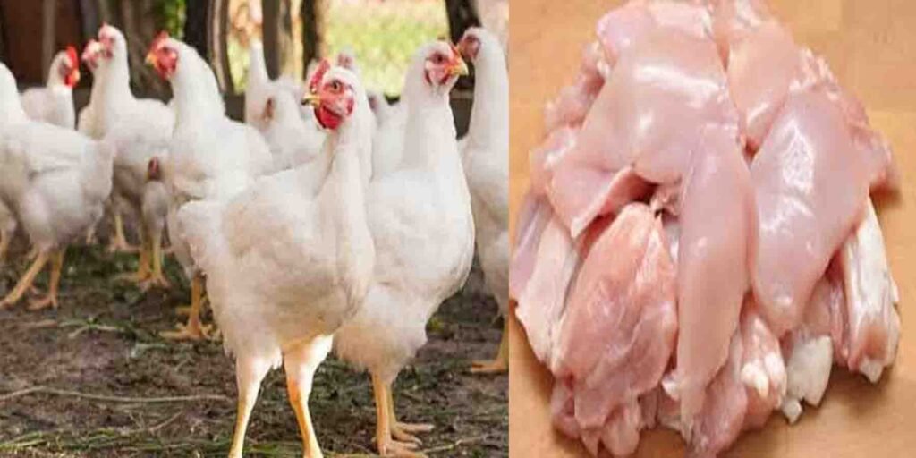 برائلر گوشت کی قیمت میں اضافہ