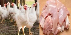 برائلر گوشت کی قیمت میں اضافہ