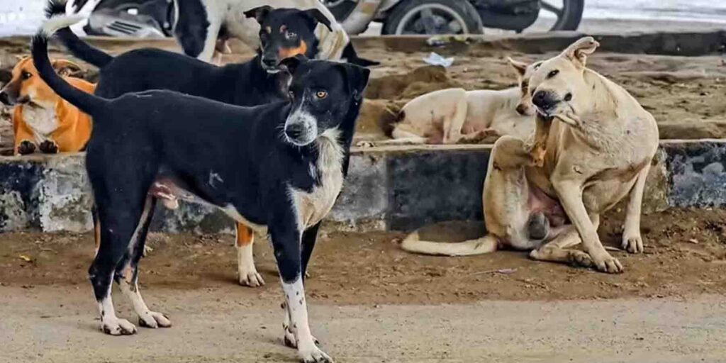 آوارہ کتوں کو مارنے کے خلاف درخواست