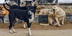آوارہ کتوں کو مارنے کے خلاف درخواست