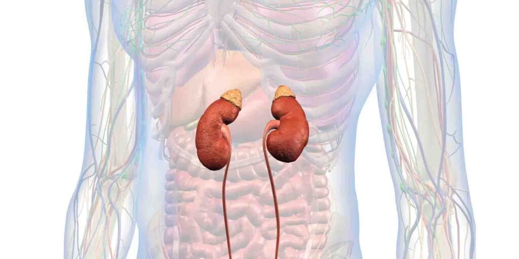گردوں کے امراض سے بچاؤ کے لیے مچھلی اور صحت مند غذا