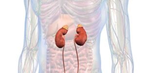 گردوں کے امراض سے بچاؤ کا آسان طریقہ: جدید طبی تحقیق