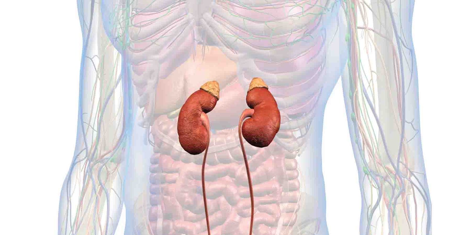 گردوں کے امراض سے بچاؤ کے لیے مچھلی اور صحت مند غذا