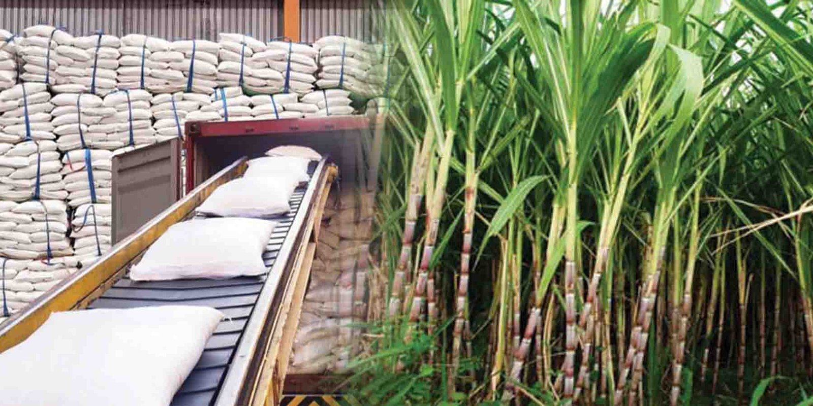 چینی کا شعبہ اور شوگر مل میں گنے کی کرشنگ کا عمل