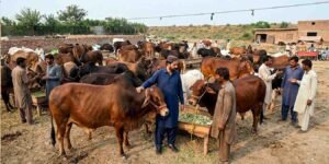 قربانی کے جانوروں کی قیمتیں