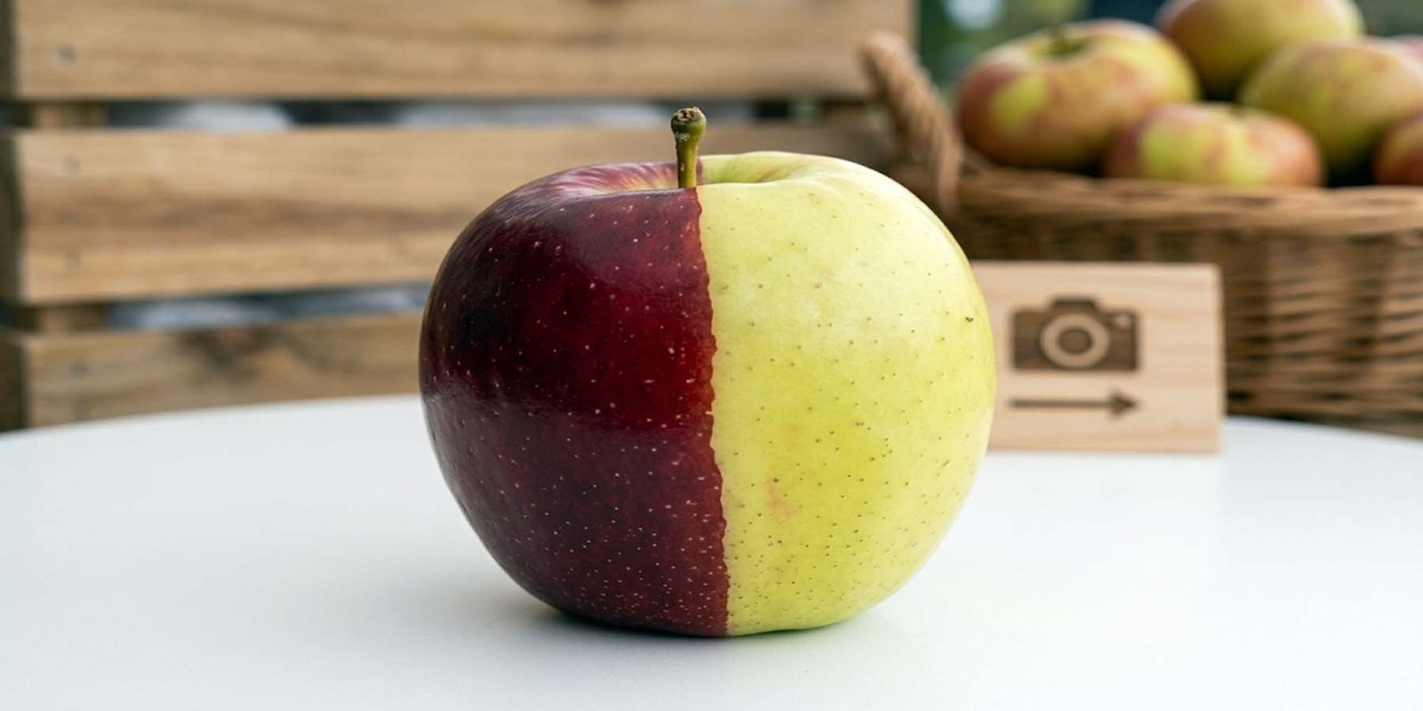 کیمیرا ایپل، آدھا سرخ اور آدھا پیلا نایاب سیب نیوزی لینڈ میں دریافت