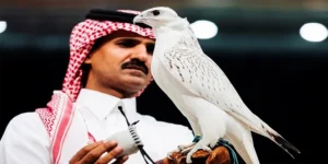 سعودی عرب میں سال 2026 کا مہنگا ترین باز 13 لاکھ ریال میں فروخت
