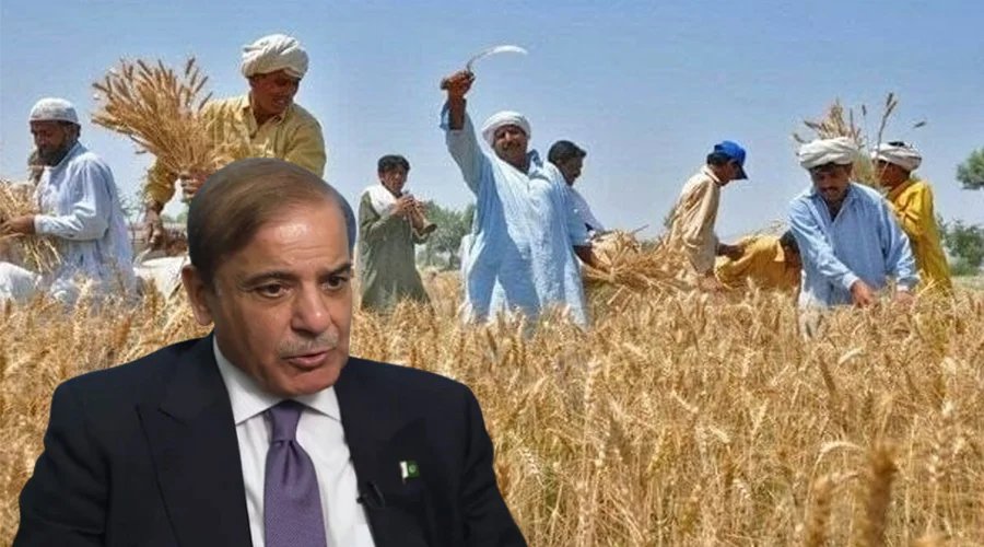 پاکستان میں 2027 کے لیے گندم کی مجوزہ قیمت 4500 روپے